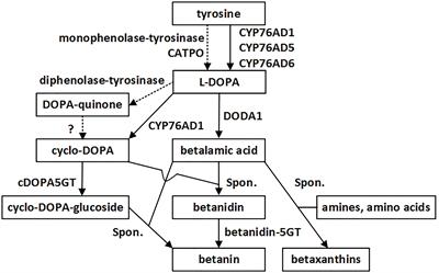 Cytosolic and Nuclear Co-localization of Betalain Biosynthetic Enzymes in Tobacco Suggests that Betalains Are Synthesized in the Cytoplasm and/or Nucleus of Betalainic Plant Cells